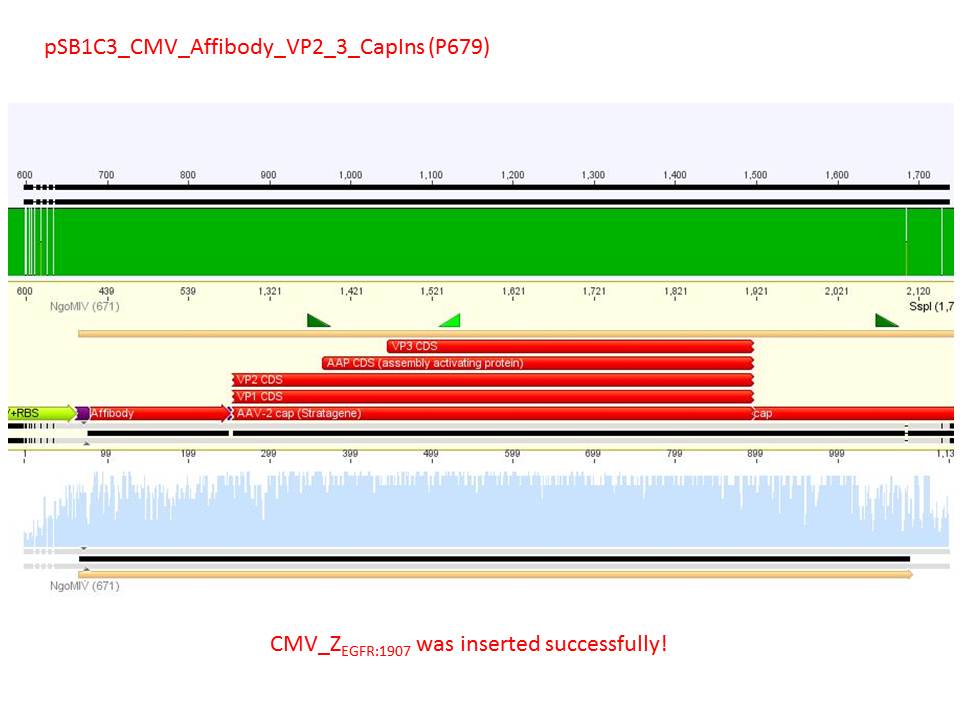 Freiburg10 sequencing pSB1C3 CMV Affibody VP2 3 CapIns (P679).JPG