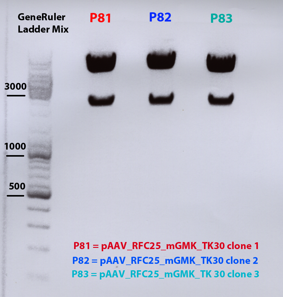 Freiburg10 Test digestion of pAAV RFC25 mGMK TK30 cut with XbaI and AgeI 23 07 2010001.png