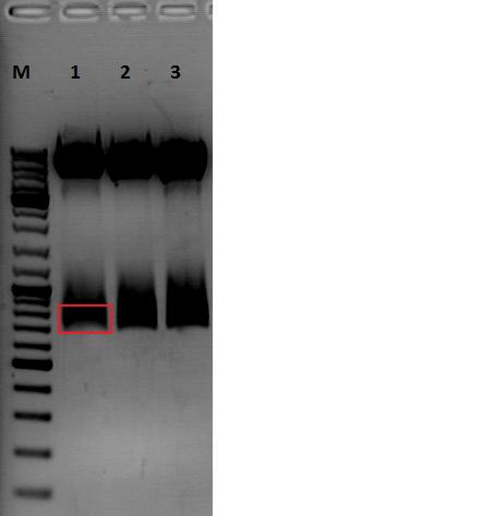 Freiburg10 Test digestion of pSB1C3 CMV VP123 capins.jpg