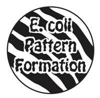 Tmu ecoli pattern formation.png