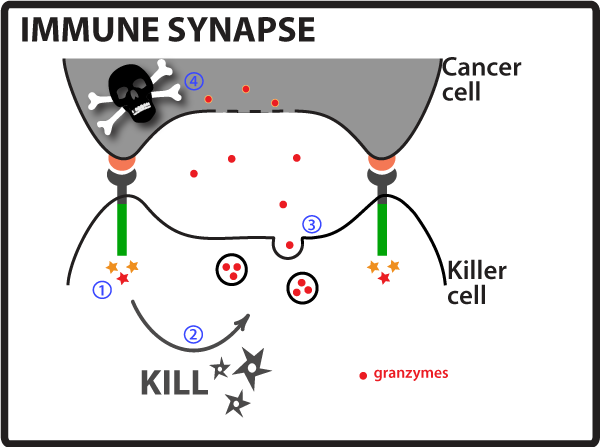 Immune Synapse Fig.png