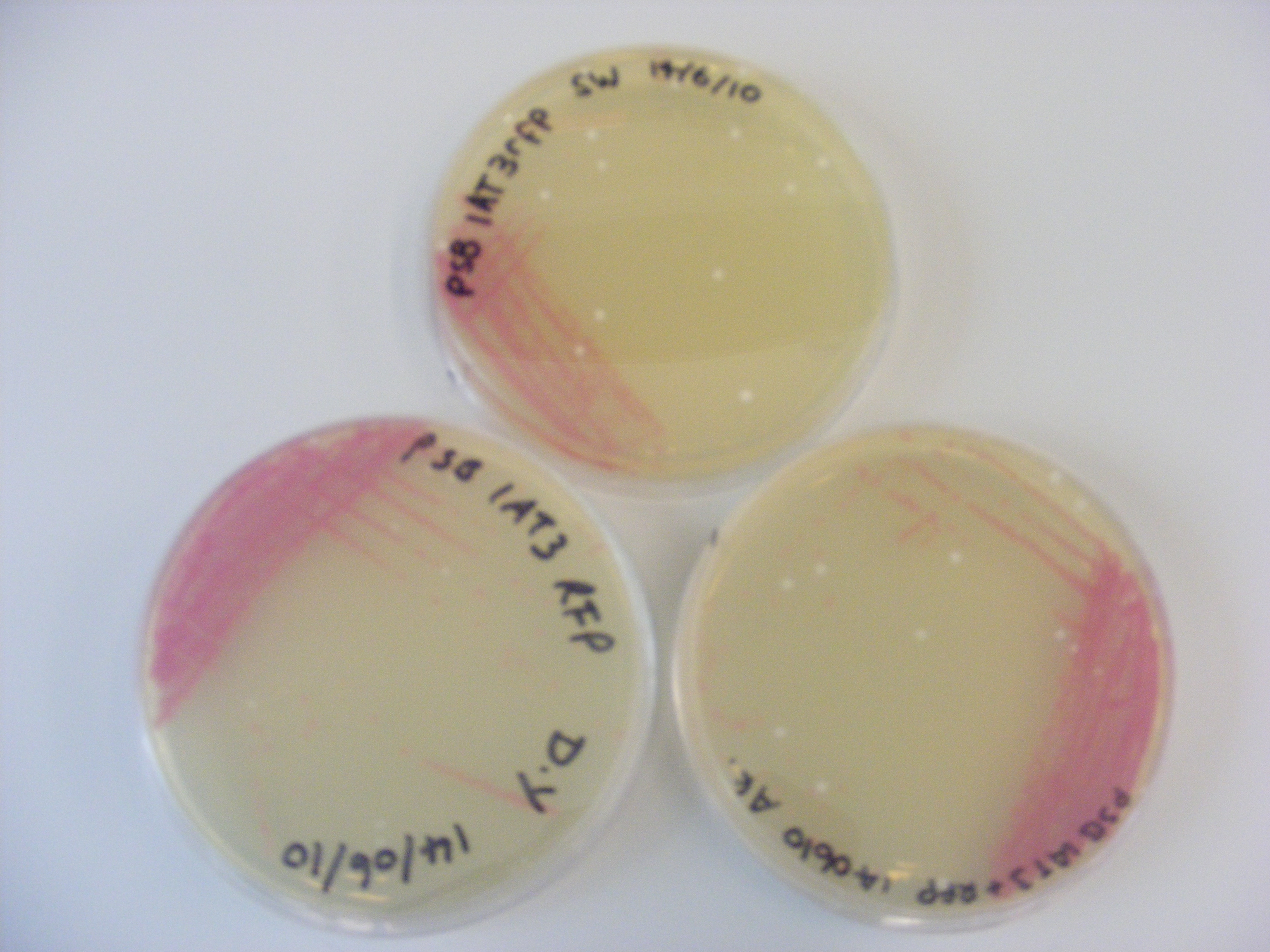 Streak plating of E. coli DH5α cells