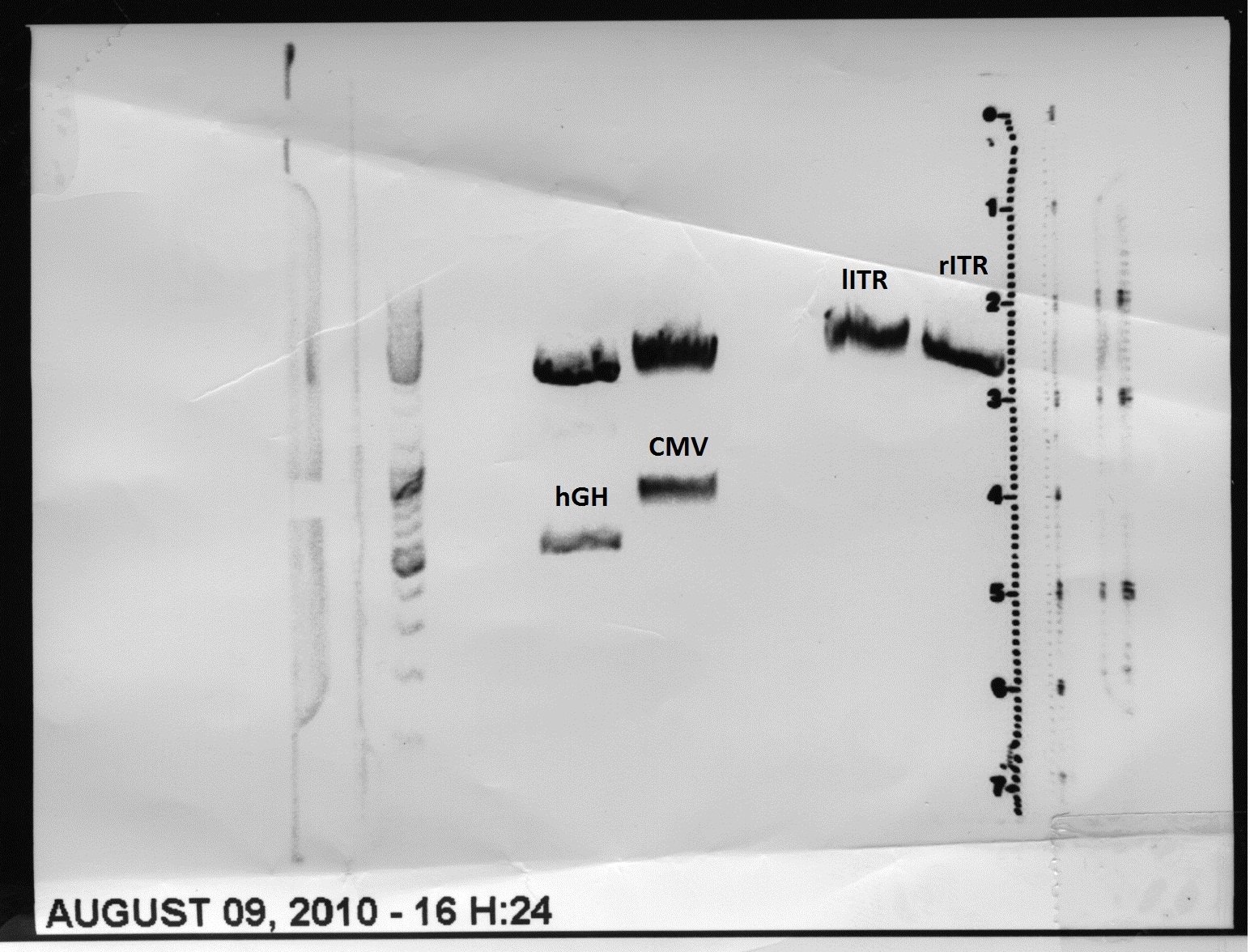 Freiburg10 9 8 2010 Digestion of psB1C3 rITR psB1C3 lITR psB1C3 CMV psB1C3 hGH125.jpg