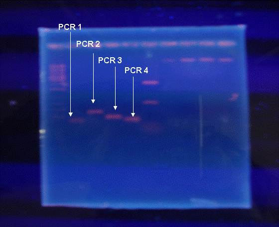 PCR.gif
