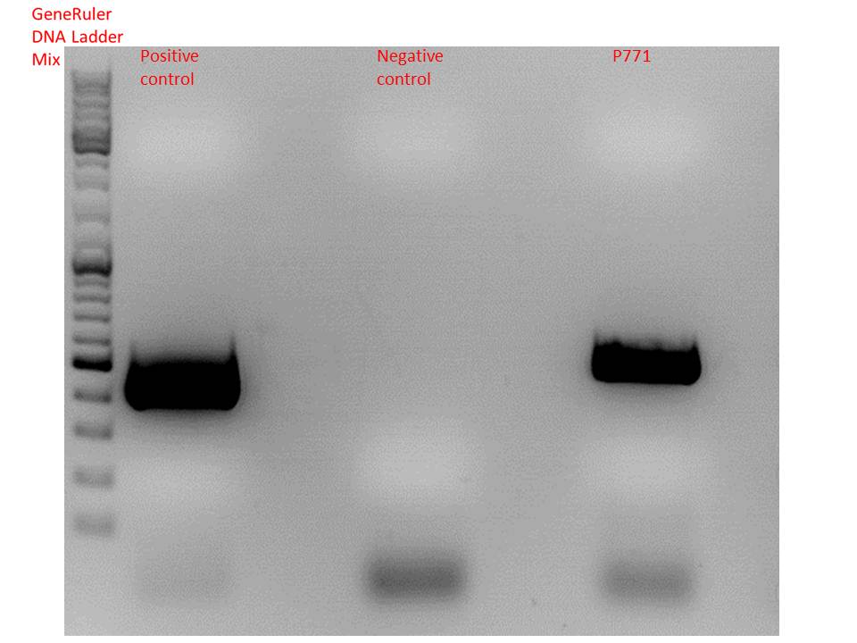 Freiburg10 test PCR 081010.jpg