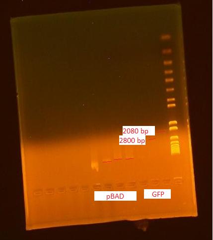 8-2-2010 gel of pbad and gfp annotated.jpg