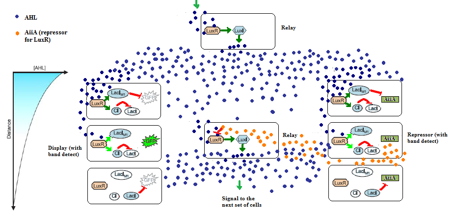 Figure 1: Schematic showing quorum sensing behaviour and responses with relate to band detect. Adapted from Basu S et.al, 2005.
