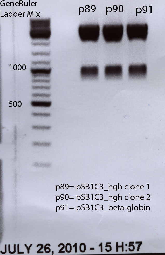 Test digestion of pSB1C3 hgh and pSB1C3 beta-globin cut with XbaI and PstI 26 07 2010002.jpg