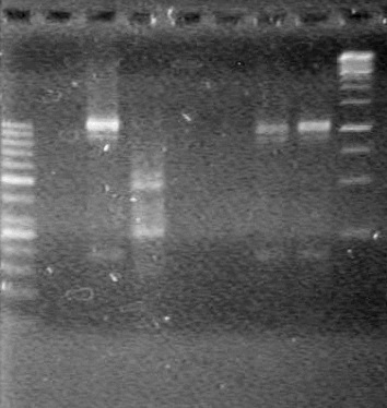 Lethbridge 100809AS-PCR.jpg
