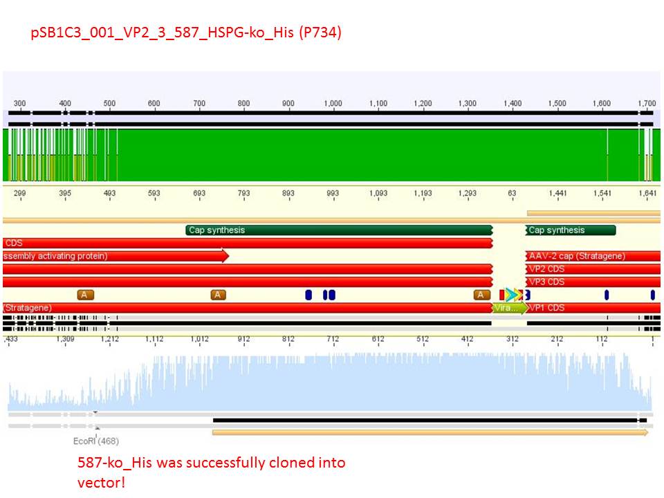 Freiburg10 sequencing pSB1C3 001 VP2 3 587 HSPG-ko His (P734).JPG