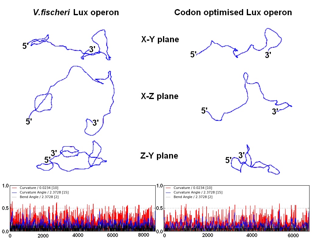 curvature of the Lux operon