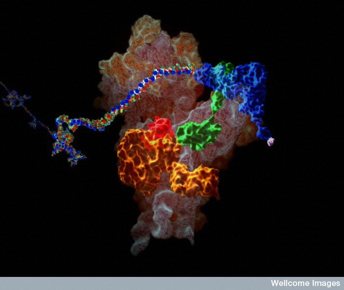 Ribosome translating mRNA