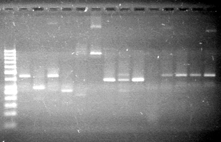 Lethbridge 100804 JV Ligation PCR AS.JPG