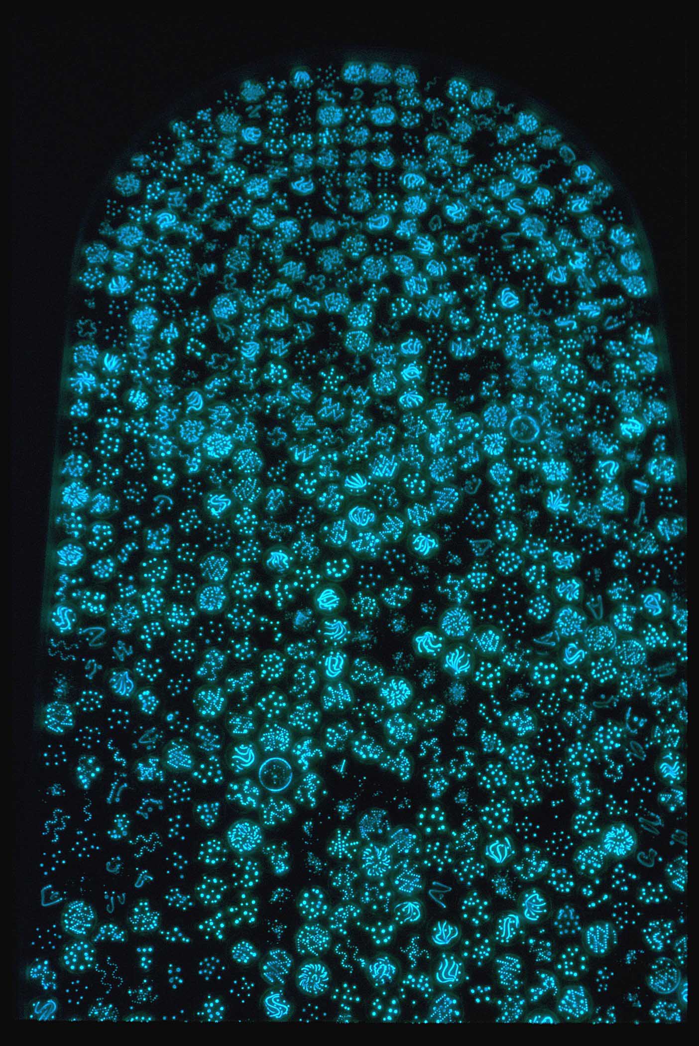 Bioluminescence bacteria vibrio bioglyphs.jpg
