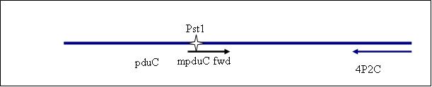 PCR3bP.jpg