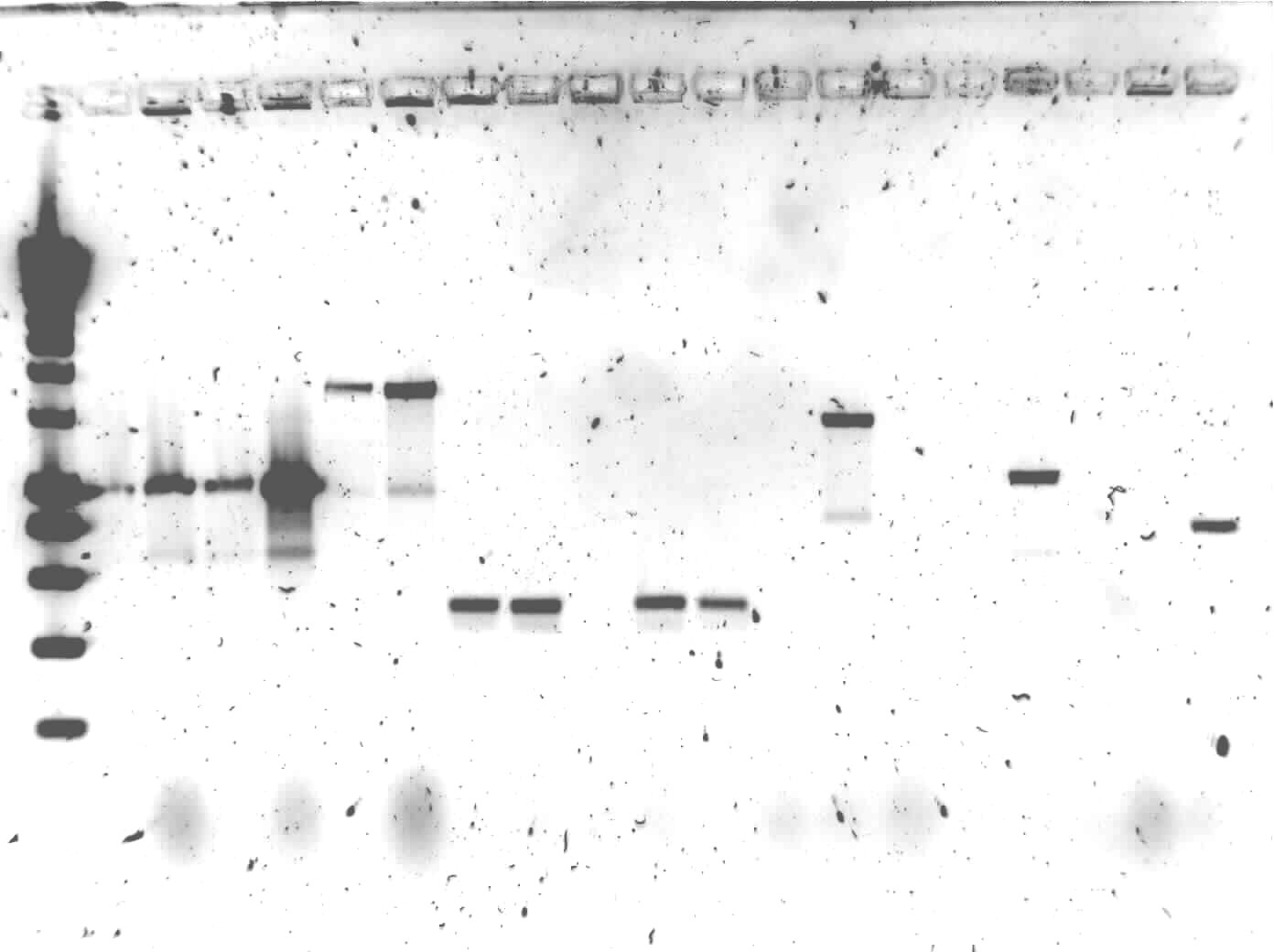 1% agarose of colony PCR. Gel runned at 100V for 1 hour. Of all samples 10 μL + 2 μL loadingbuffer was loaded. 5 μL was loaded of marker