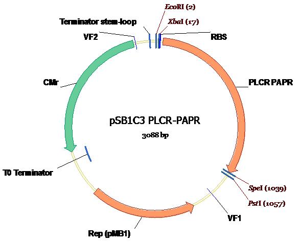 PlcR-PapR in PSB1C3. plasmid map.JPG.JPG