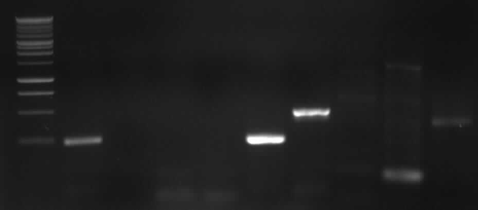 Gelfoto from PCR3