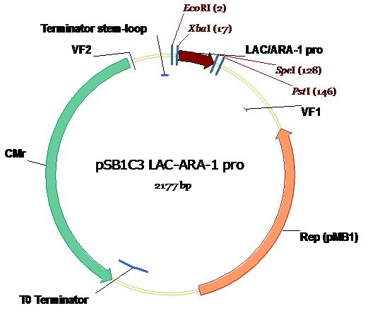 LacAraC in PSB1C3.JPG