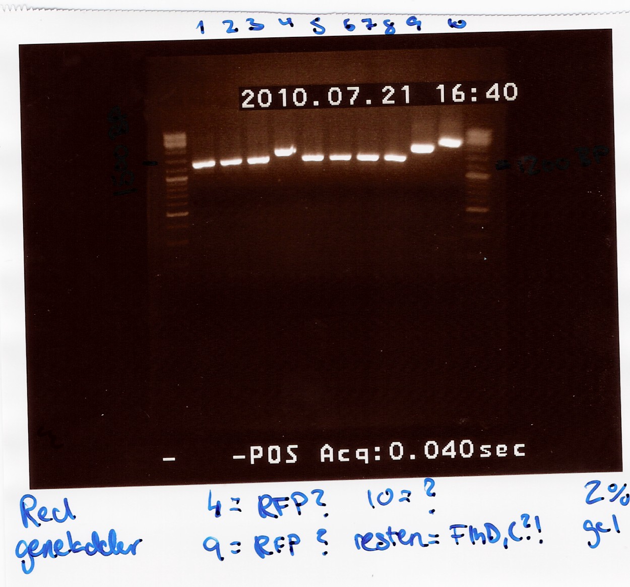 Team-SDU-Denmark-coloni PCR flhDC ligation.jpg