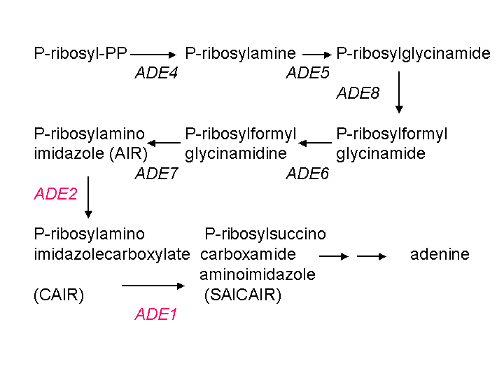 Ade pathway.gif