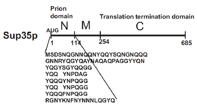 A general model for the Sup35, Ure2p, or Rnq1 amyloid fibrils. The parallel and in-register packing of individual proteins to form single layers constitute them. In the layers the same residues are aligned with their counterparts on neighbouring prion proteins.