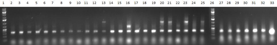 Virobyte PCR1.jpg