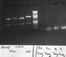 gel electrophoresis of new PCR 7a, 9, ccdb
