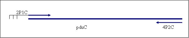 PCR4P.jpg