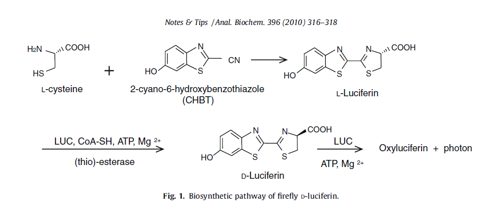 Luciferin.png