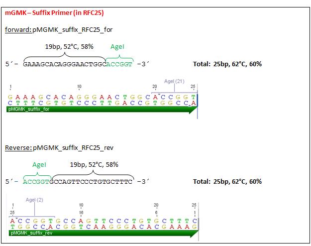 Freiburg10 Cloning strategy for preparation of inserzting RFC25 to fusionenzyme gmk tk30 09 07 2010 page3.jpg